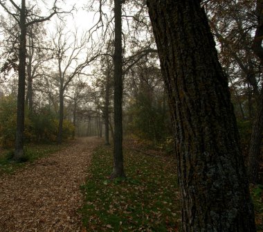 Sonbaharda Manitoba Kanada 'da sisli bir sabah 