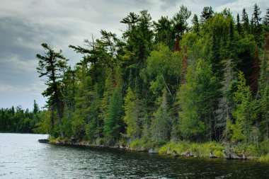 Manitoba 'daki Doğu Ormanı