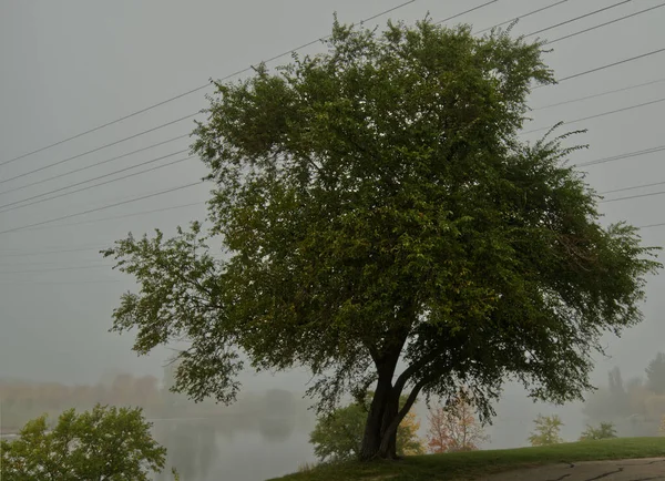 Winnipeg Manitoba şehrinin çevresinden gelen doğa.