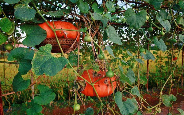 ripe tomatoes on the tree