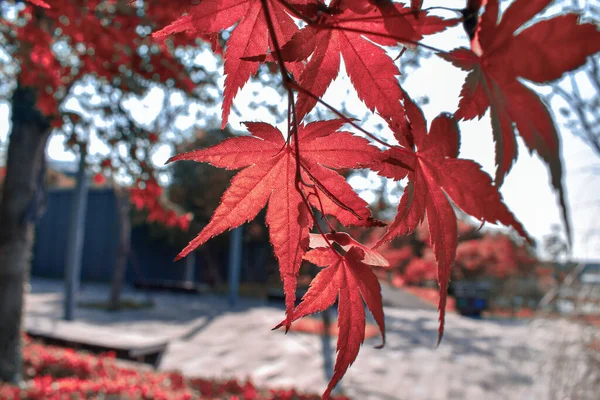 red maple leaves, fall season flora