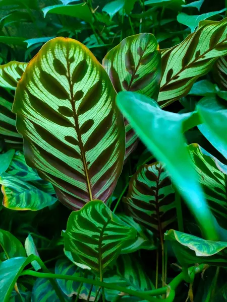 green leaves of tropical plants in the garden.