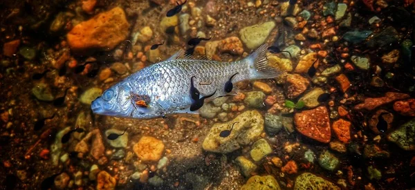 beautiful underwater view of a fish in the water