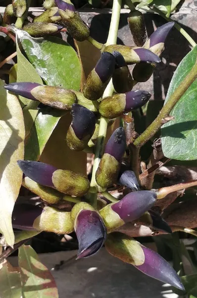close up of a bunch of purple and green olives