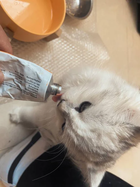 cat with a brush on the table