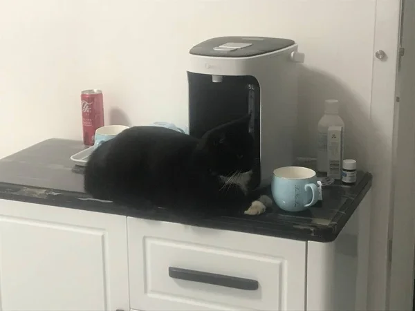 black cat with a cup of coffee and a mouse on the table