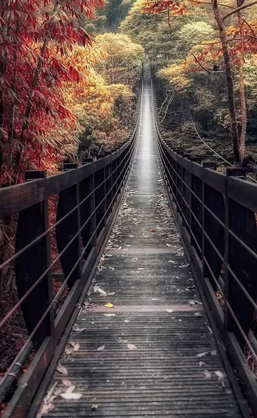 wooden bridge in the forest