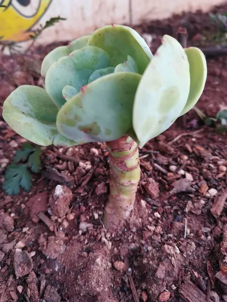 Hermoso Plano Botánico Fondo Pantalla Natural — Foto de Stock