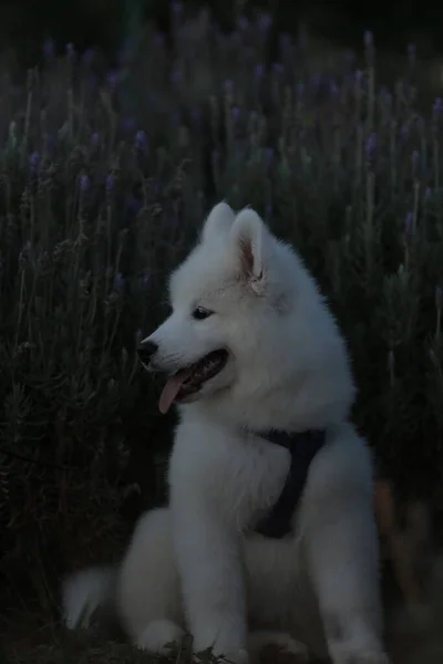 white fluffy dog in the forest