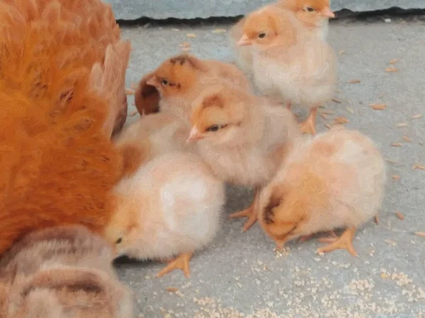 a group of cute chickens in the farm