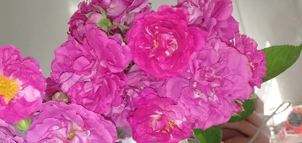 beautiful bouquet of pink peonies on a white background