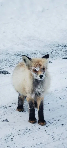 cute red fox in the snow