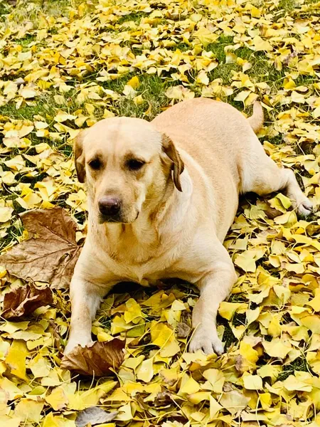 yellow labrador retriever on the grass