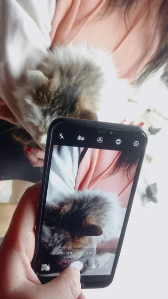 cat with mobile phone