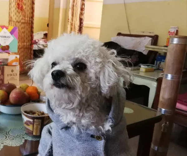 dog in the kitchen