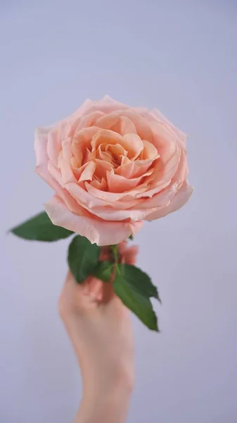 beautiful woman holding a rose flower in a hand on a gray background