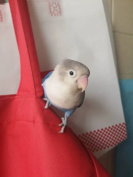 cute little bird on the background of a christmas tree