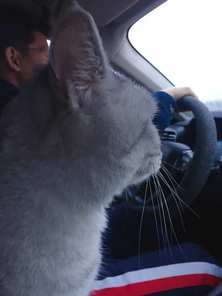 a cat in the car