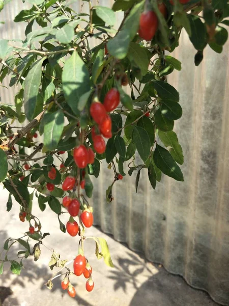 red ripe tomatoes on a tree branch