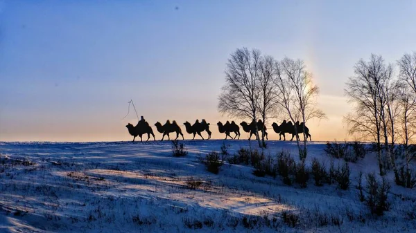 a herd of horses in the winter in the utah desert