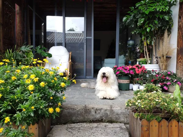cute dog in the garden