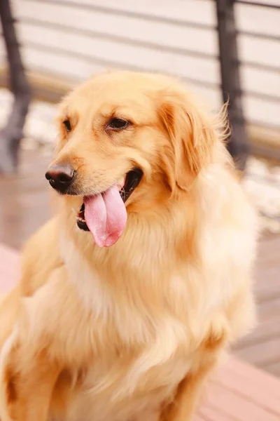 cute dog with golden retriever