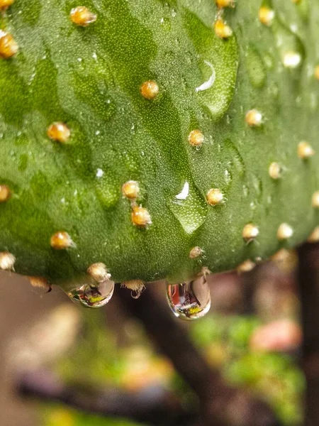 green prickly pear with water drops