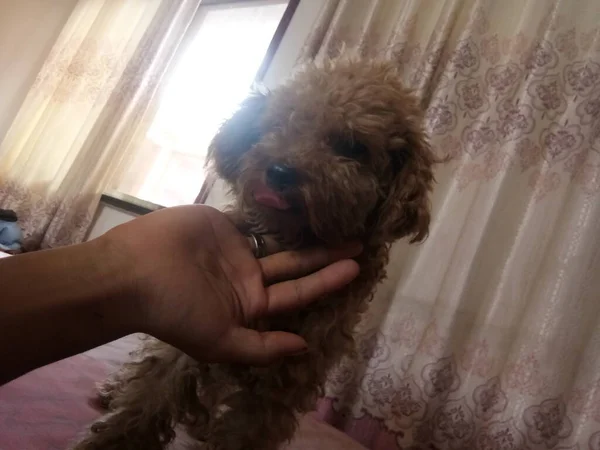 a cute little girl with a dog in the hands of a woman