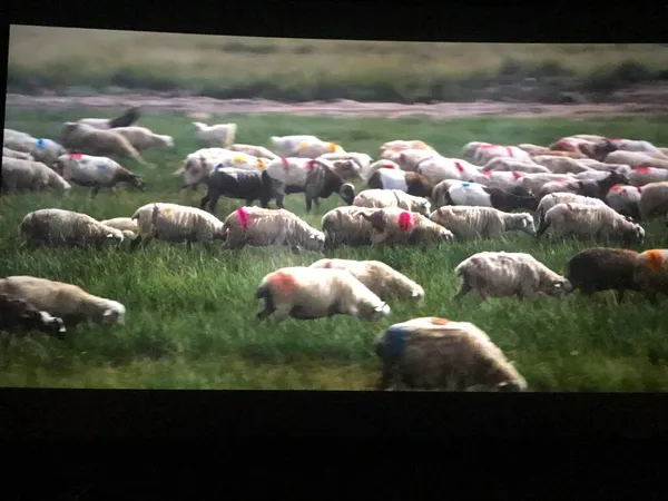 sheep in the field