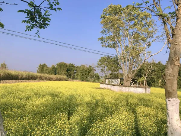 beautiful landscape with a tree and a field of trees