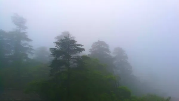 Hermoso Bosque Niebla — Foto de Stock