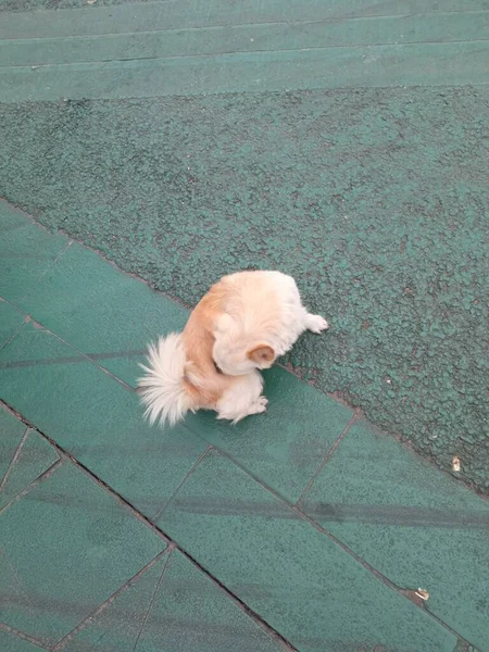 cute dog on the street