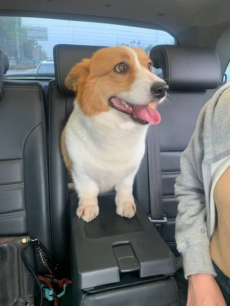 dog with a car in the hands