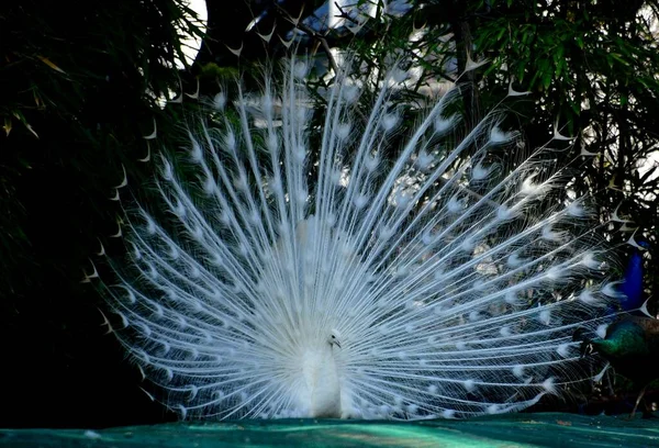 close up of a fountain of a bird