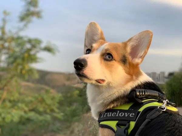 dog with a backpack on the beach