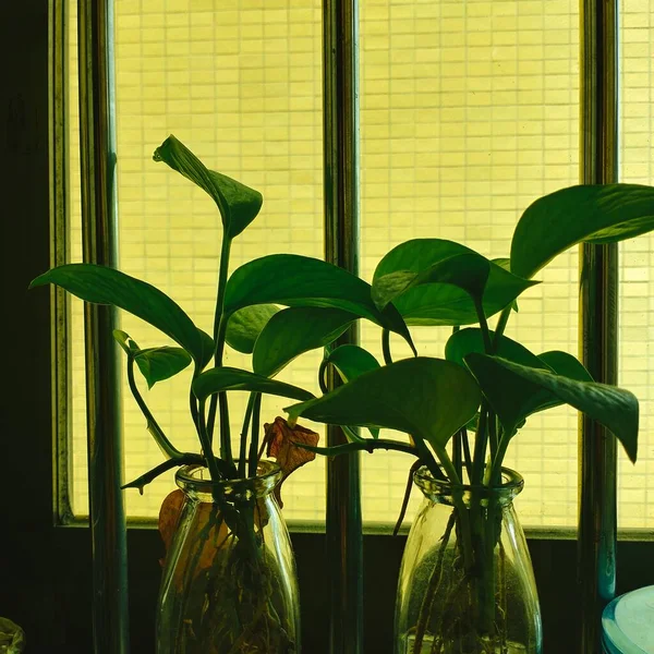 green plant in a glass vase on a window sill
