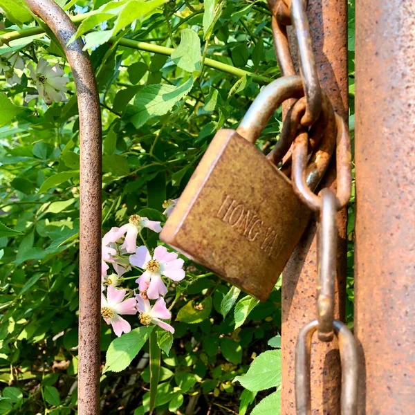 lock with padlock on the background of the old door