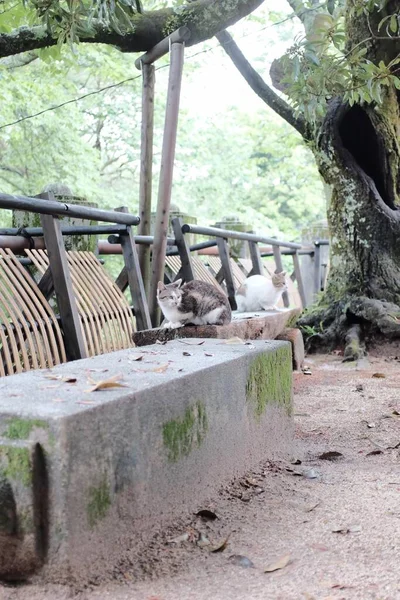 a large group of animals in the zoo