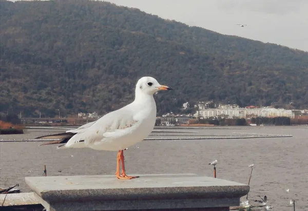 seagull on the pier in the city of trieste