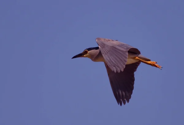 beautiful bird in flight