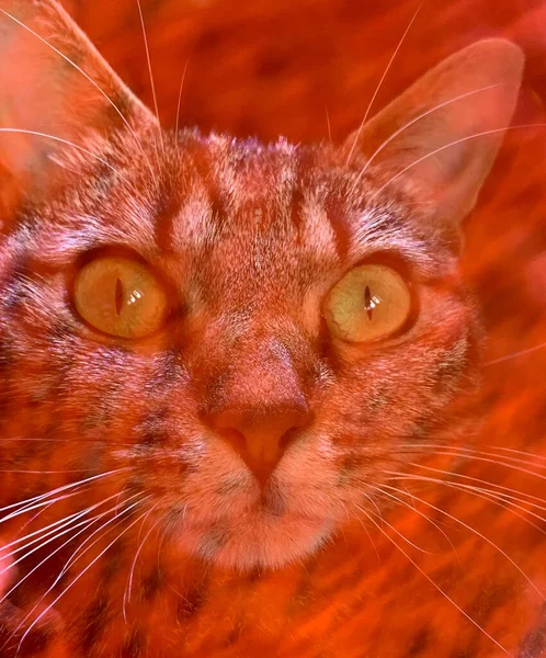 red cat with yellow eyes