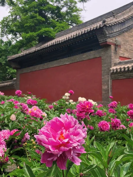 stock image beautiful flowers growing in the garden