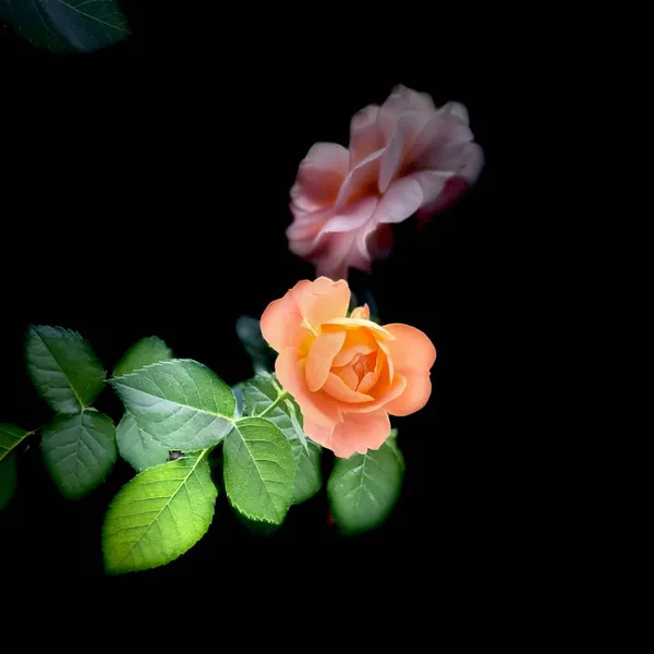 beautiful pink roses on black background