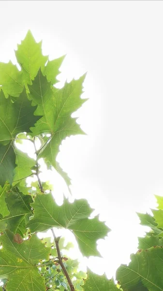 green leaves on a white background