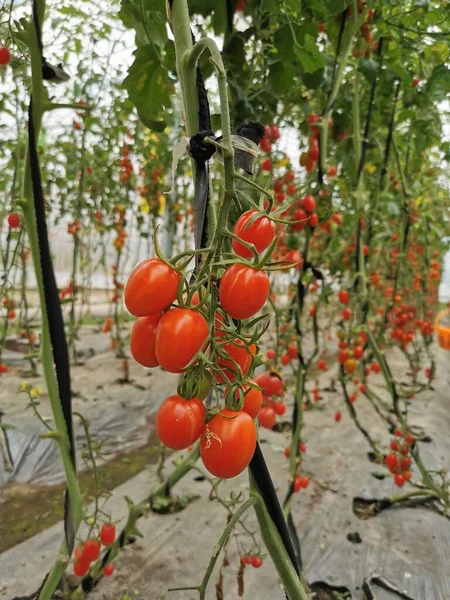 tomatoes growing in the garden