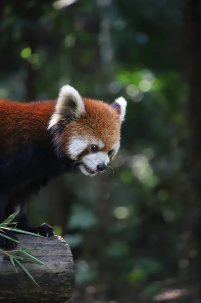 red panda on the tree