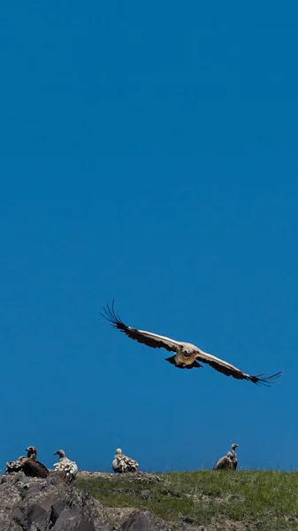 a bird in the sky