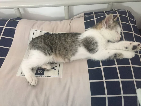 black cat lying on bed with white fluffy pillows