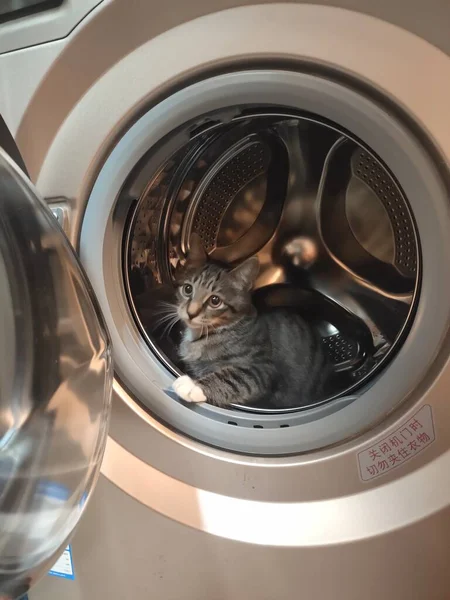 the cat is washing the laundry