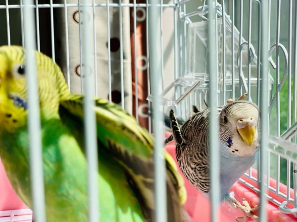 parrot in cage, close up